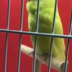 Exibition crested tufted budgies