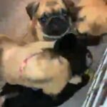pug pups ready to leave