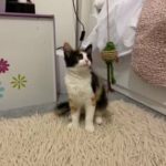 female kitten