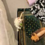 white male kitten