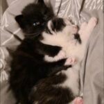 Two kittens for sale