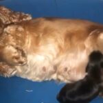 show type sable cocker girl puppy