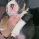 English bulldog pup