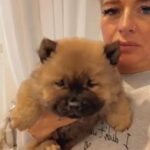 Chow Chow puppy for sale (Male)