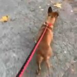 Staffordshire Bull Terrier