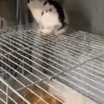 happy bunnies