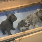 French bulldog puppys