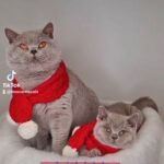 CHAMPION SIRED LILAC MALE BSH KITTEN