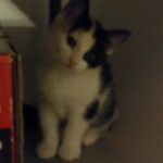 Short Hair Tortoise Shell/Black & White Tortoise Shell, Black & White Kittens