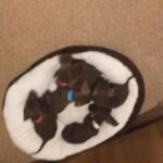 chocolate puppies