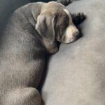 Blue with White cane corso puppies