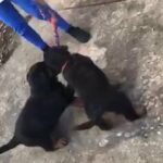 Rottweiler puppies for sale
