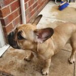 French Bulldog puppies