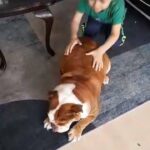 female English bulldog