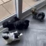 Pomeranian cross Shih Tzu puppies