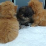 Pure Persian Registered Kittens