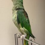 Beautiful young alexandrine parrot