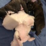 French Bulldog puppies