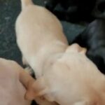 LABRADOR PUPPIES of OUTSTANDING QUALITY... References and pictures can be given of quality
