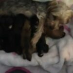 mini Yorkie cross