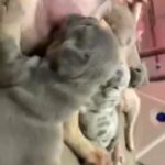French bulldog pups lilac and tan merles