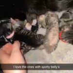 beautiful grey,black,ginger tabby kittens for sale
