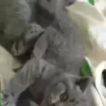 Full Pedigree British Blue/ British Shorthair