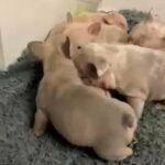 french bulldog puppies