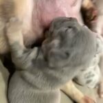French bulldog puppies