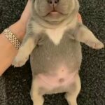 lilac and tan French bulldog