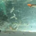 endeler guppy females