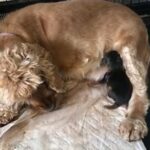 show type sable cocker bitch puppy