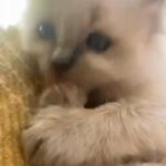female Ragoll kitten