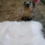 GCCF REGISTERED PERSIAN KITTENS