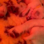 golden retriever gorgeous puppies