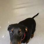 Doberman puppy