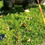 Pet transport  Bernese puppy on delivered from Europe to UK