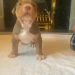 American Bully - Reduced