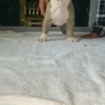 American Bully - Reduced