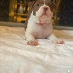 American Bully - REDUCED