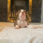 American Bully - REDUCED