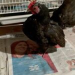 serama chicken for sale