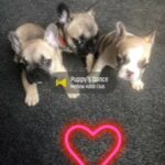 french bulldog puppy’s