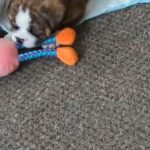 oldtyne/English bulldog puppy for sale ,last one