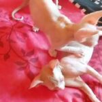 SPHYNX KITTENS READY NOW