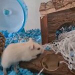 2 x Male Gerbils