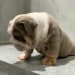 English bulldog