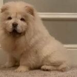 stunning female Chow Chow