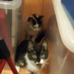 Black and White Short Hair Kitten