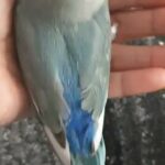 Baby lovebird